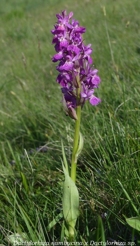 Monte Doro e Cima della Laghetta, le orchidee e i loro ambienti - luglio 2025.